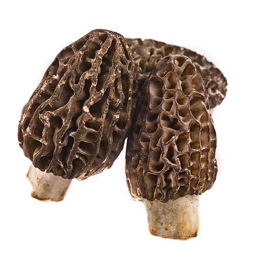 morels